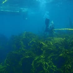 Reiner beneath boat in kelp beds