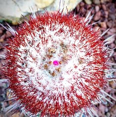 Red and white sea urchin