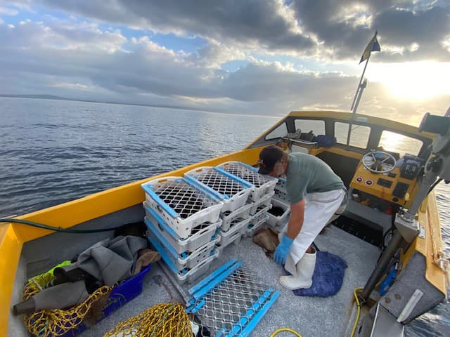 Sorting fresh catch on deck