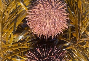White Sea Urchin