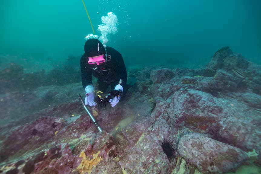 Vibrant reef ecosystem