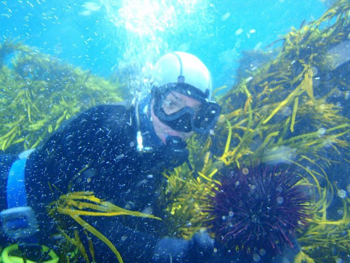 Diver underwater harvesting sea urchin